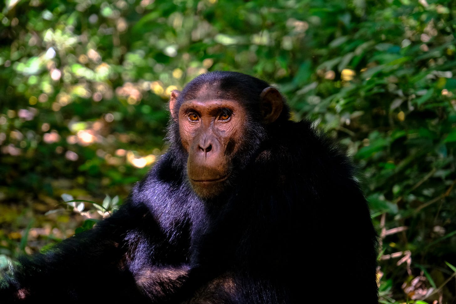 Chimpanzee in the forest. Chimpanzee in the forest.