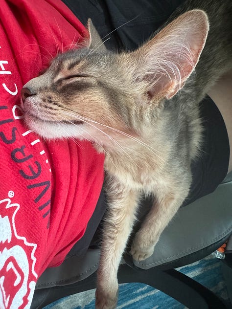 Yuzu the cat, taking a catnap.