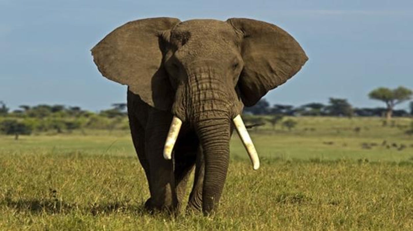 VIDEO: Captan extraño e increíble elefante color rosa en ...