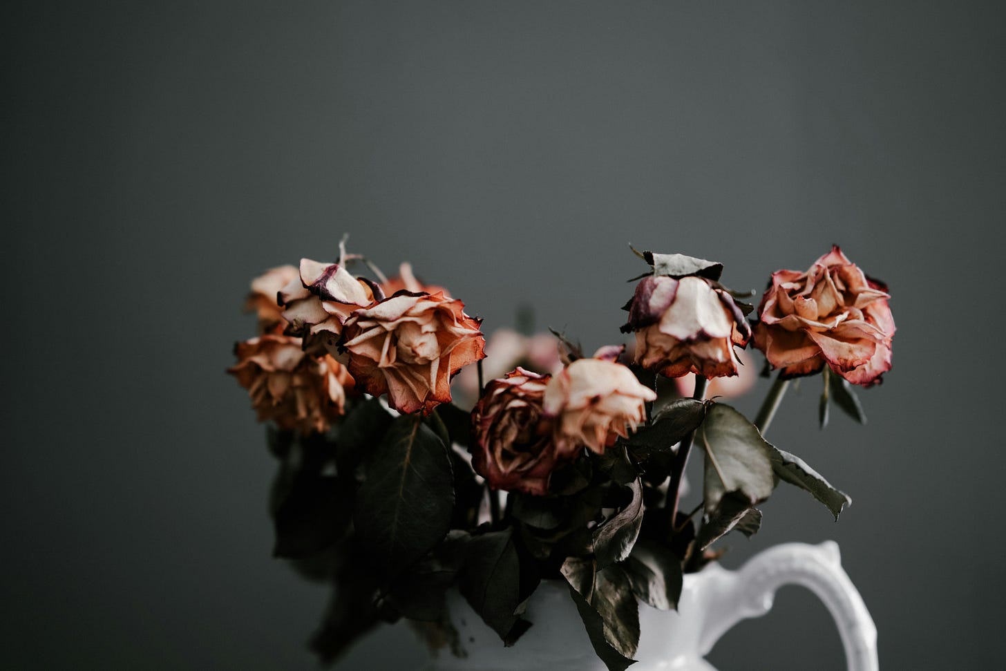 A white jug holds dead pink roses.