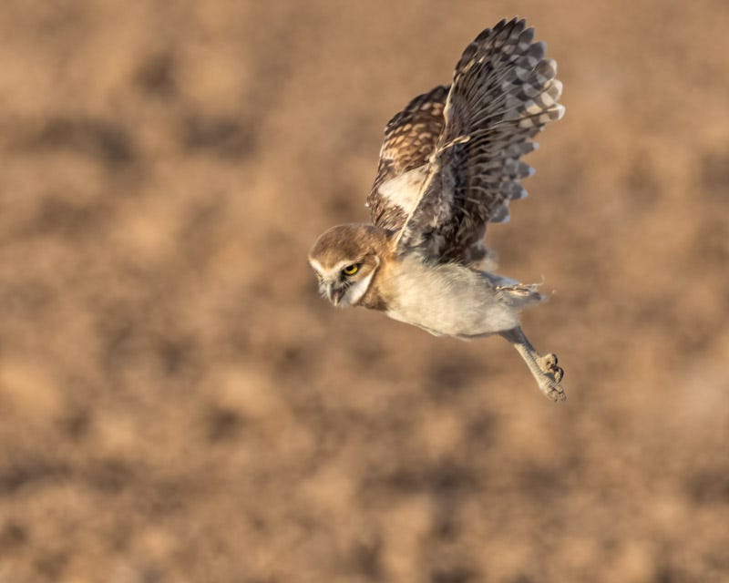 20250730-Marana-104-Edit.jpg 20250730-Marana-104-Edit.jpg