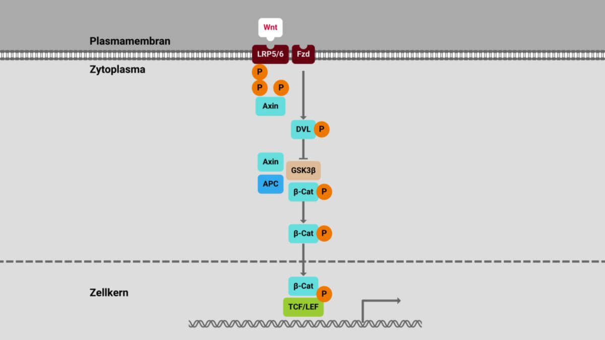 Wnt-Signalweg