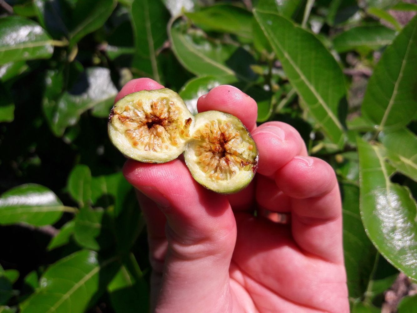 Ficus opposita [Cut Fruit - Flagstaff Hill Lookout, Bowen, 2022] sml.jpg