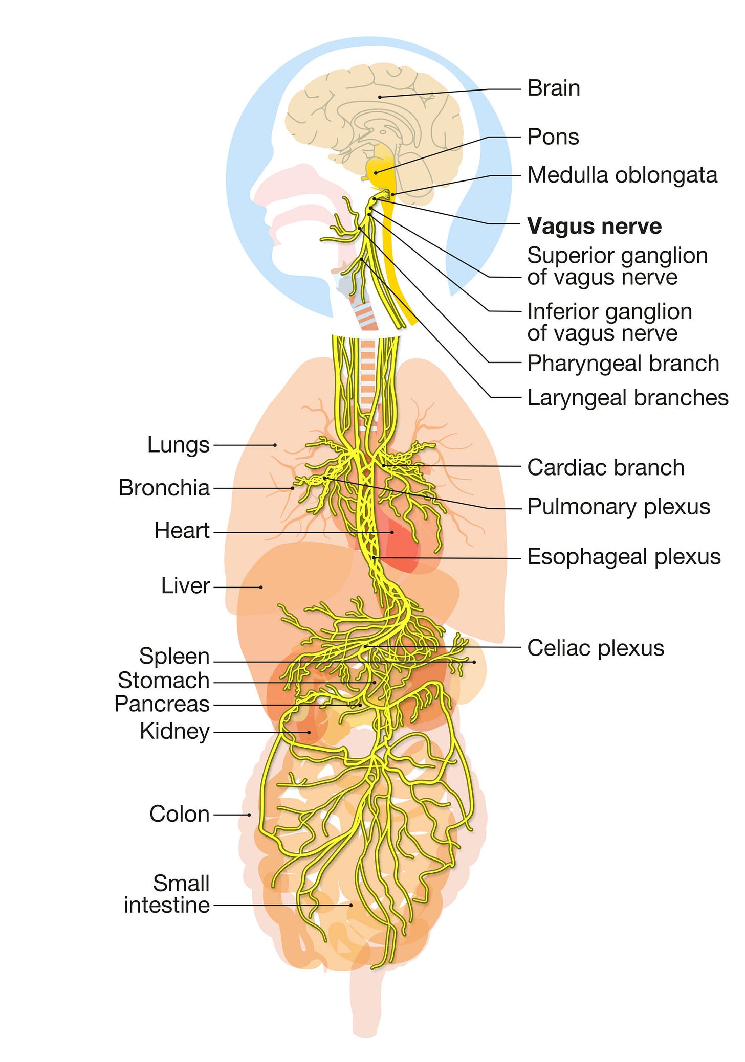 Vagus Nerve Function - Stress, Recovery, Performance