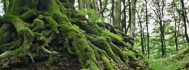 The Dance of the Tao and the Ten Thousand Things