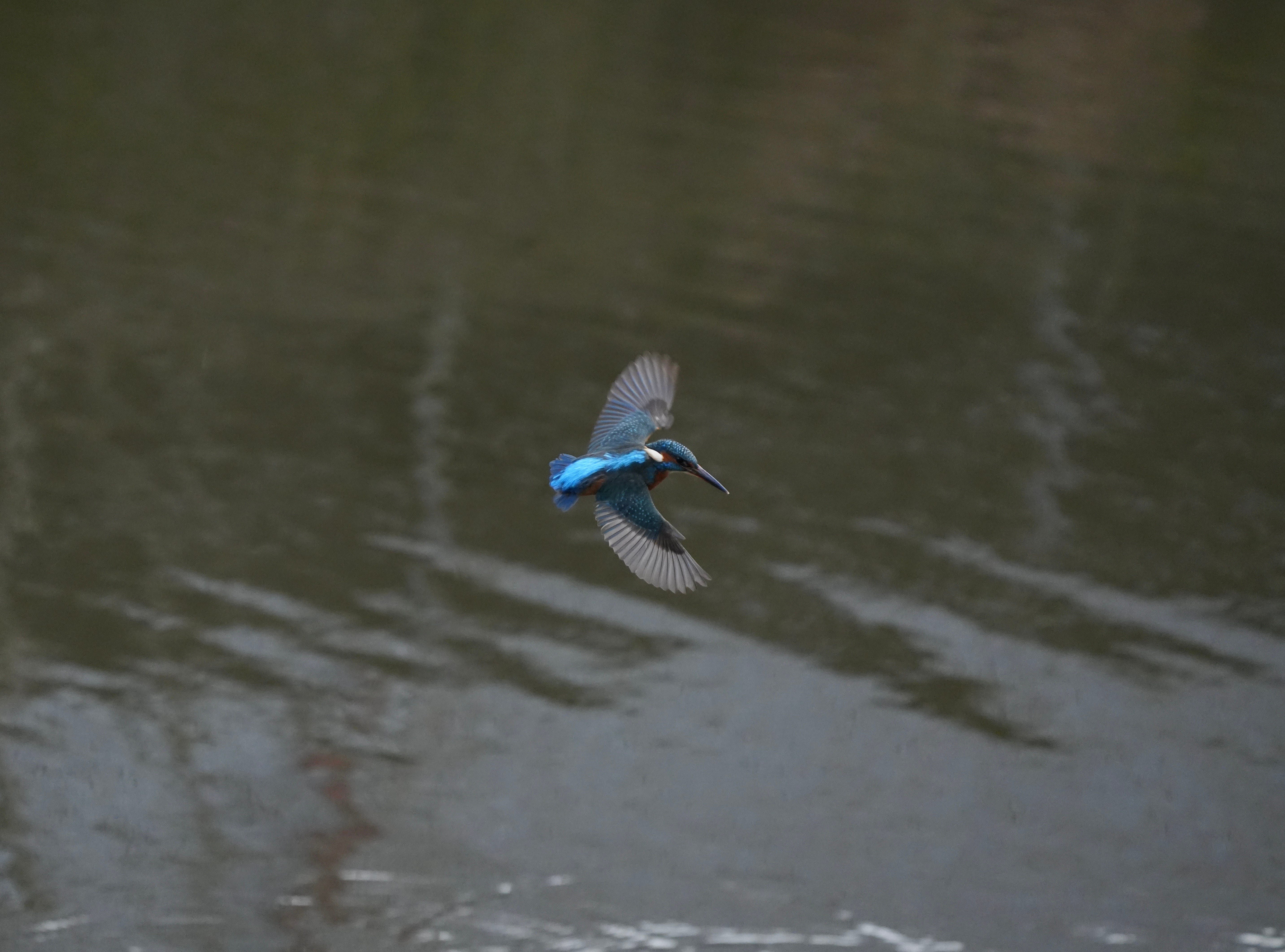 Kingfisher Alcedo atthis Kingfisher Alcedo atthis