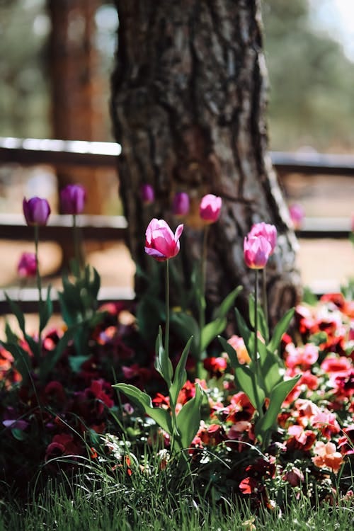 Free Magnolias by Tree Stock Photo