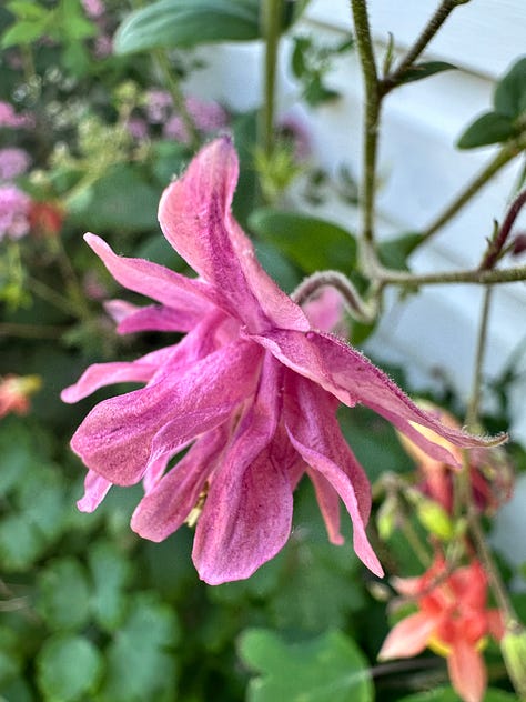 different colored Columbine flowers - purple, pink, purple and white, burgundy, orange and yellow