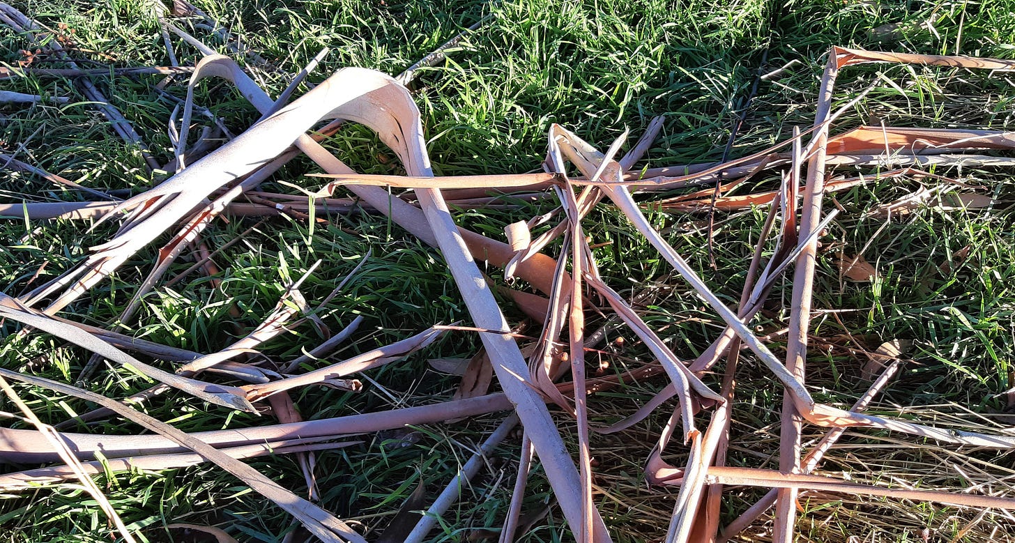 Shredded strips of eucalyptus bark covers grassy ground.