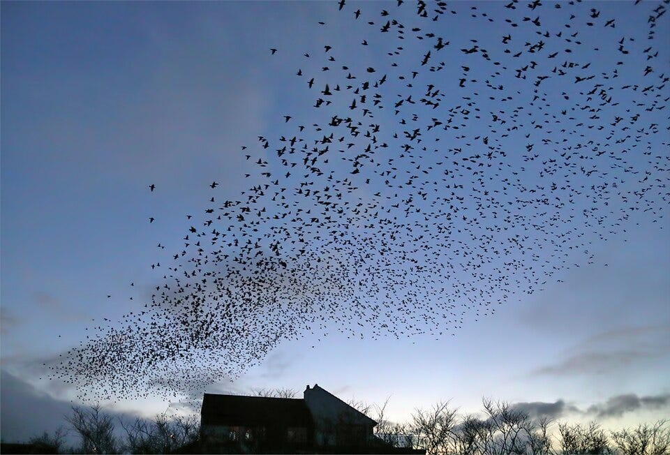 File:A starling murmuration at Eyemouth - geograph.org.uk - 6388530.jpg