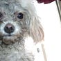 MissMuppet's avatar