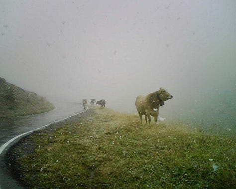 Top L: the road down the Stelvio Pass, cows in a summer Alpine snow storm, wildflowers in Valemalenco, bed stones warming on the fire at a rifugio, spying a stambeco (mountain goat) on a high ridge at 3000m+, skiing in Bormio, snow like thick icing in Madesimo, Alpine peaks and piste Madesimo, me with a hot bedstone to warm my feet
