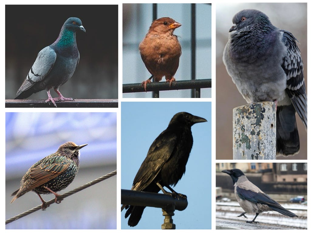 city birds city birds