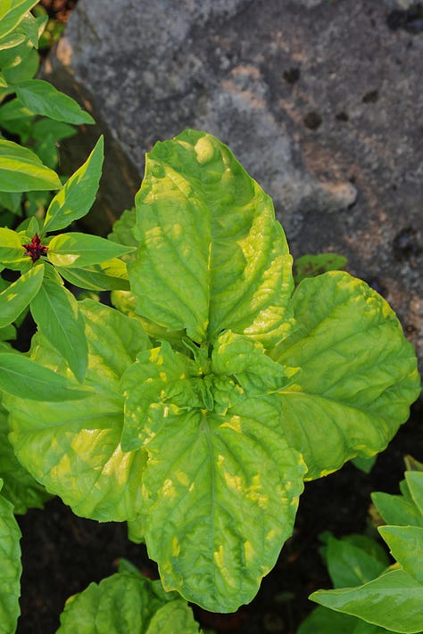 various varieties of basil plants
