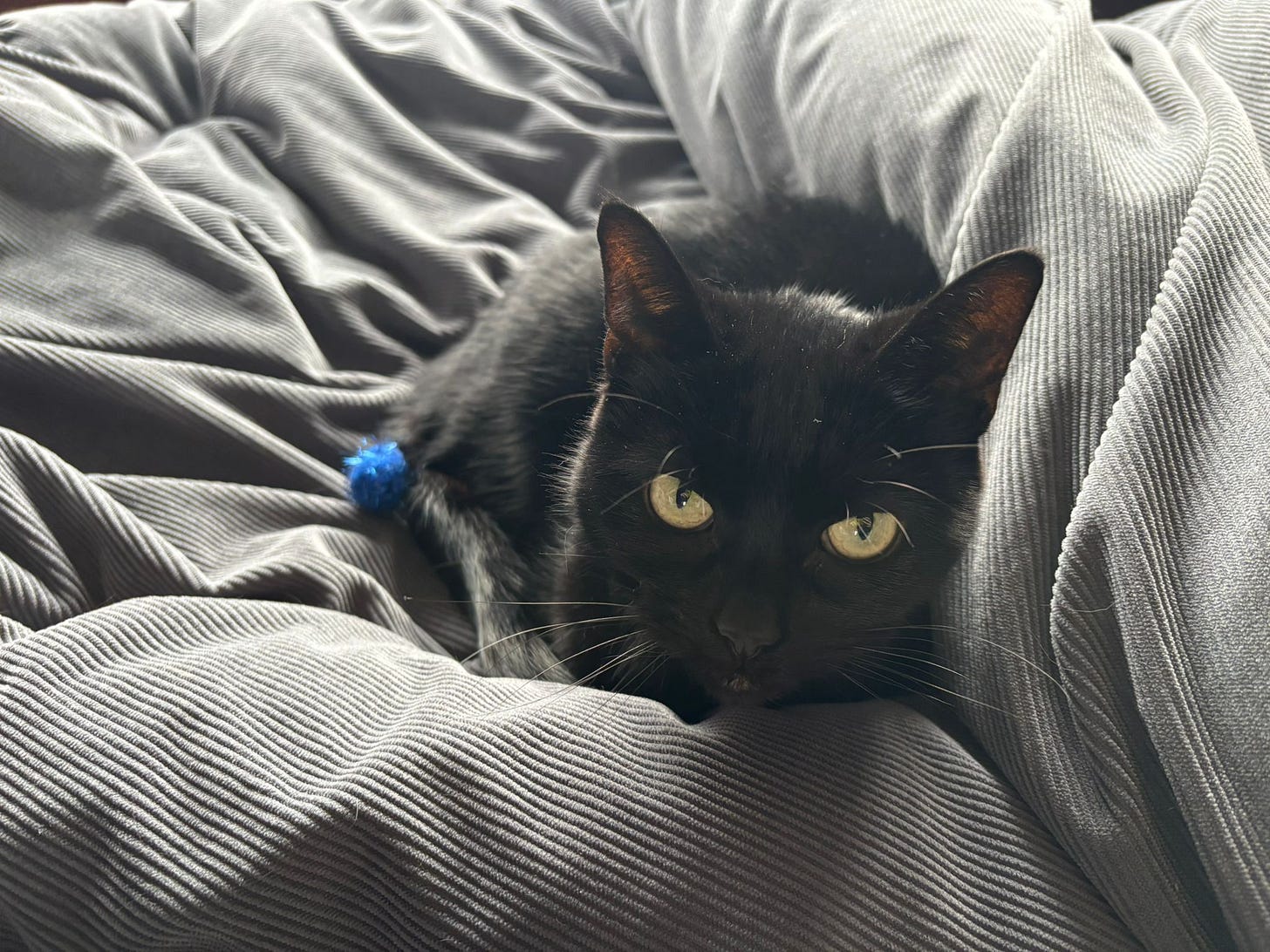 Black cat curled into grey bedding, gazing at the camera, photographed for the CJ DeBarra interview.
