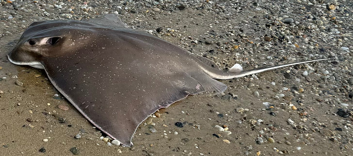 Close up of the bullnose stingray where the eyes and spiracles are clearly seen
