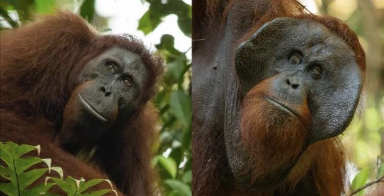 Cause of cheek flanges still unknown? : r/orangutan