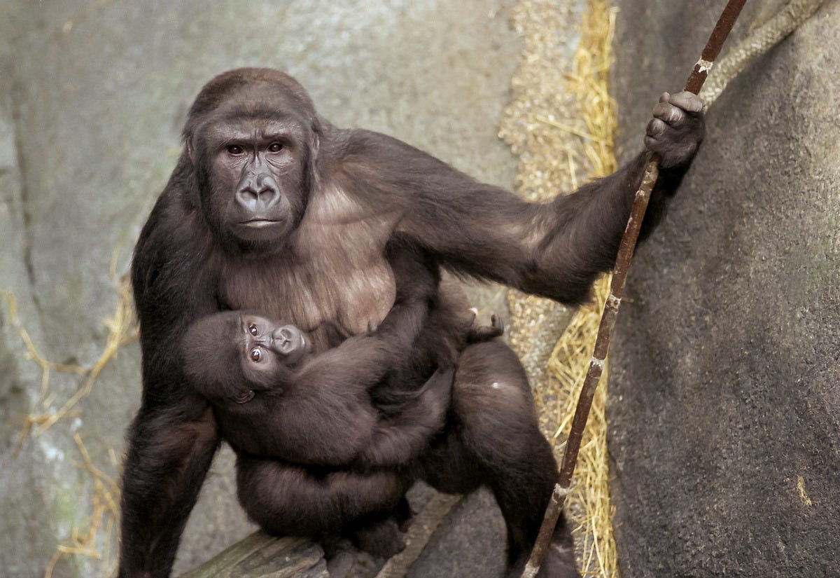 I0000nEIACljfY5k.jpg (1200×825)