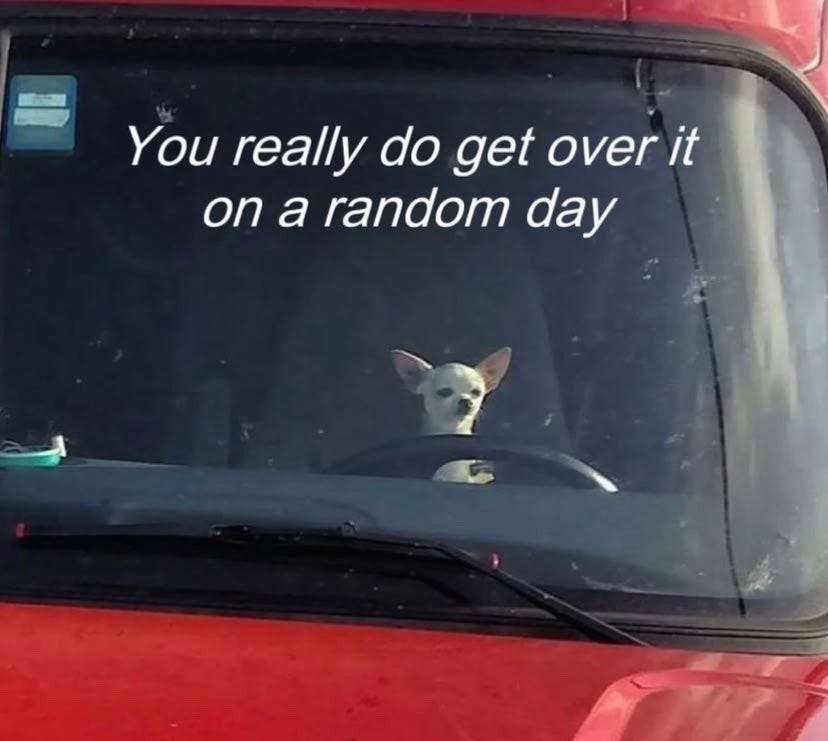 Photo of a tiny white chihuahua perched in the front seat of a red car, appearing to control the wheel. White text above the dog says: You really do get over it on a random day
