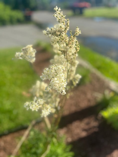 Flowers and greenery in the Northeast