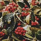 Where Memory Meets Mistletoe