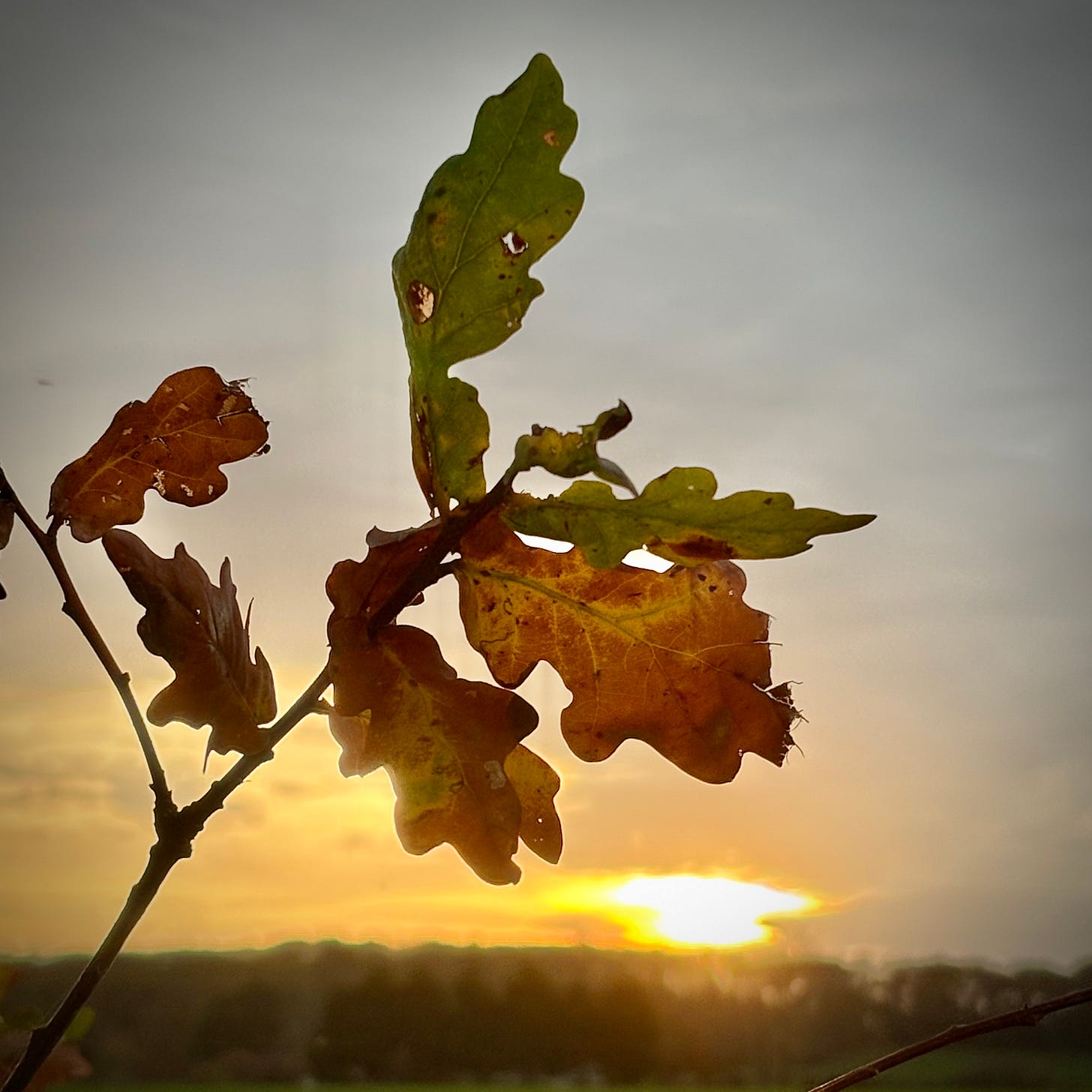 Oak leaves turning brown in autumn, backlit by setting sun