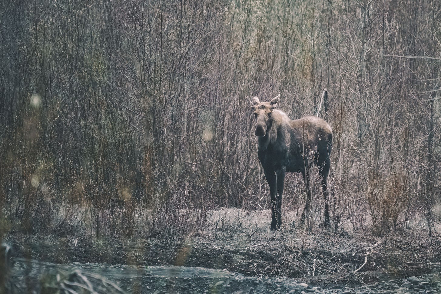 Young bull moose.