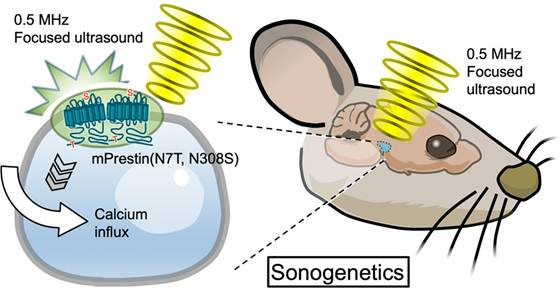 A diagram of a mouse with a few symbols

AI-generated content may be incorrect.