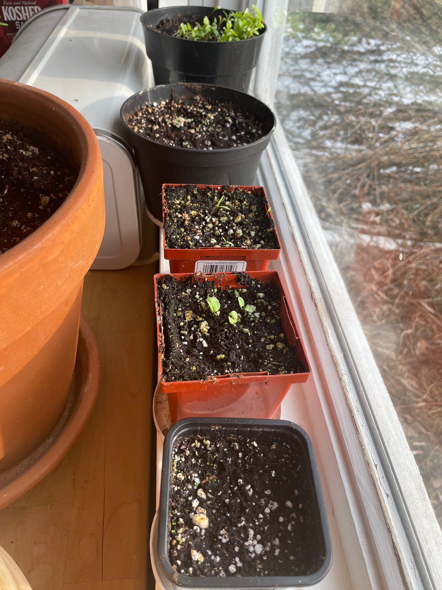 Pots on a window with some very small seedlings