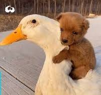 Adorable Puppy And Friendly Duck Have The Cutest Friendship | Facebook