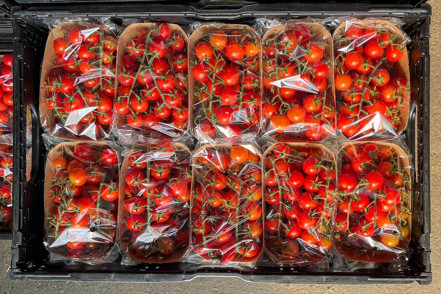 Obstkiste mit zwölf Schalen frisch geernteter Cherrytomaten im Verkauf. Die kleinen roten Tomaten hängen an grünen Rispen, jede Papierschale ist mit transparenter Plastikfolie abgedeckt. Die Tomaten glänzen frisch und reif, die Verpackung ist stapelbereit für den Handel. Obstkiste mit zwölf Schalen frisch geernteter Cherrytomaten im Verkauf. Die kleinen roten Tomaten hängen an grünen Rispen, jede Papierschale ist mit transparenter Plastikfolie abgedeckt. Die Tomaten glänzen frisch und reif, die Verpackung ist stapelbereit für den Handel.