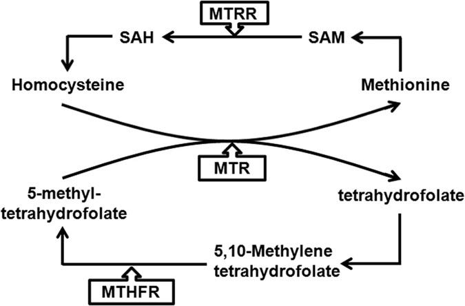Role of genetic mutations in folate-related enzyme genes on Male  Infertility | Scientific Reports