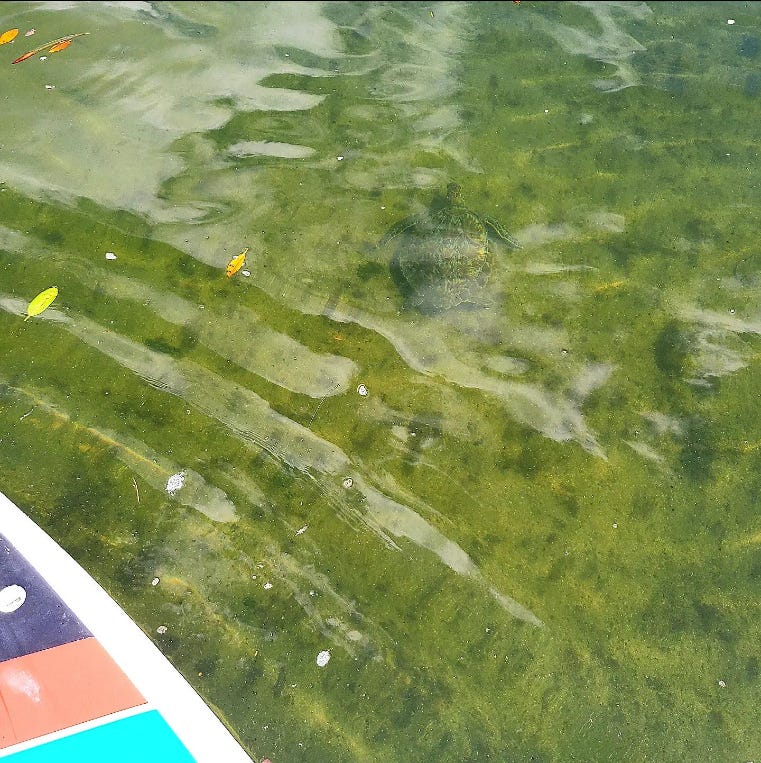 Sea turtle under shallow water. Leaves and the corner of a paddleboat are visible on the surface.