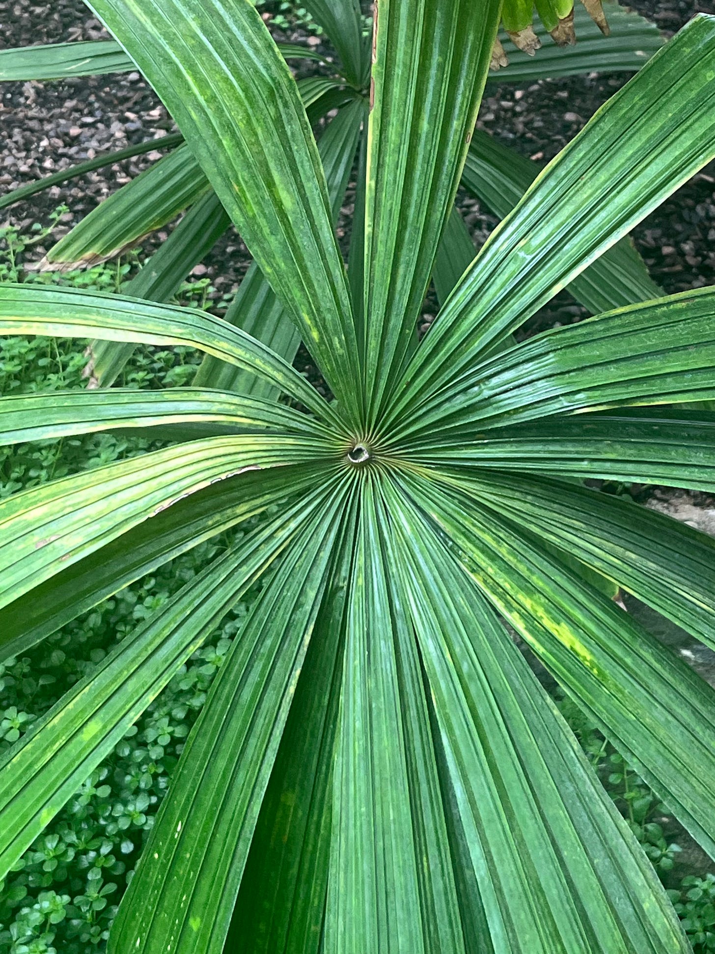 Photo of a Chinese Windmill Palm taken at Chicago's Garfield Park Conservatory. The center of the plant looks a bit like a certain puckered hole.