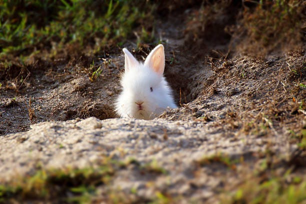 10+ White Rabbit Hole Stock Photos, Pictures & Royalty-Free Images - iStock