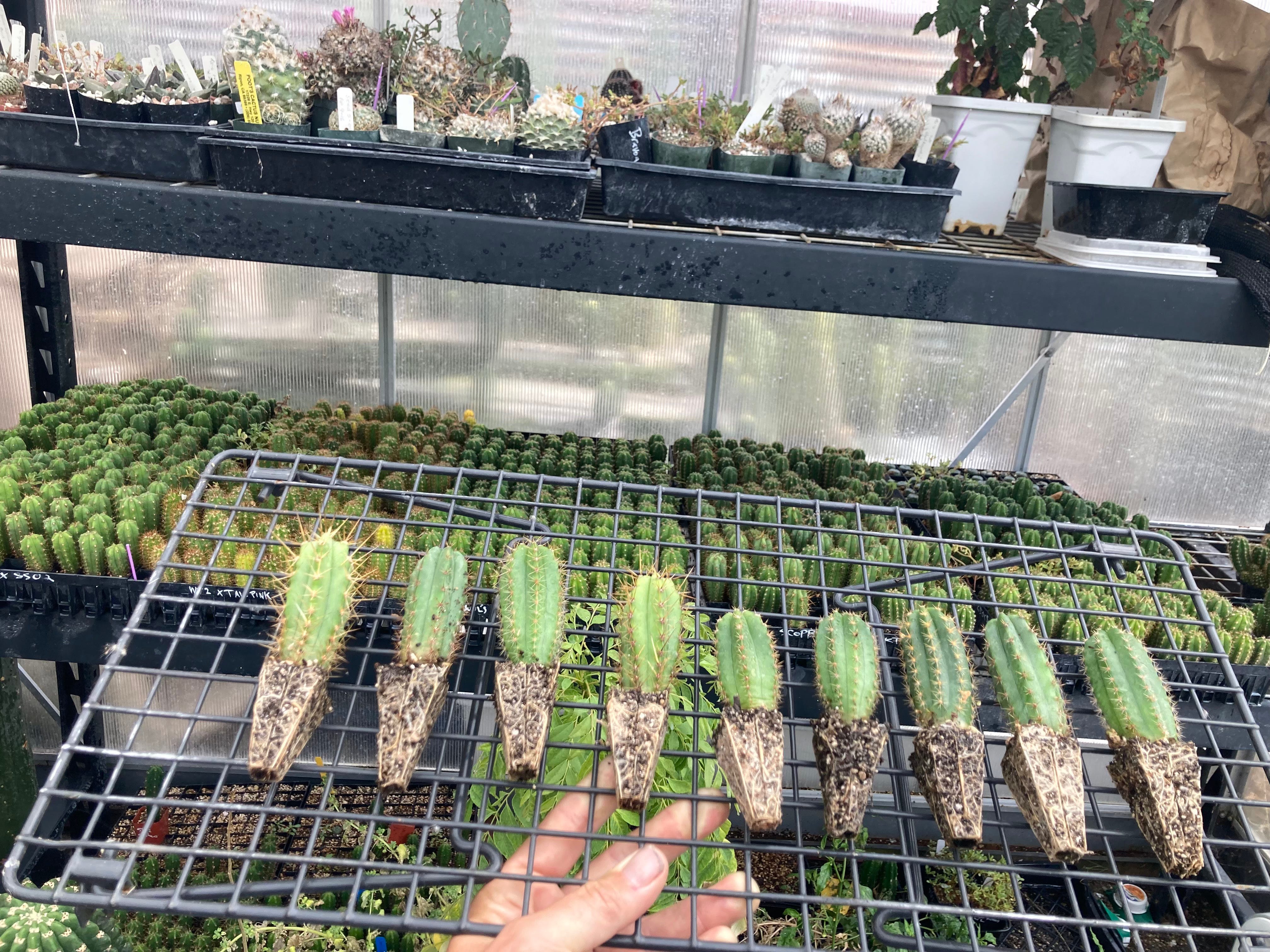 Cactus Breeding in Oakland - by Alexis Madrigal