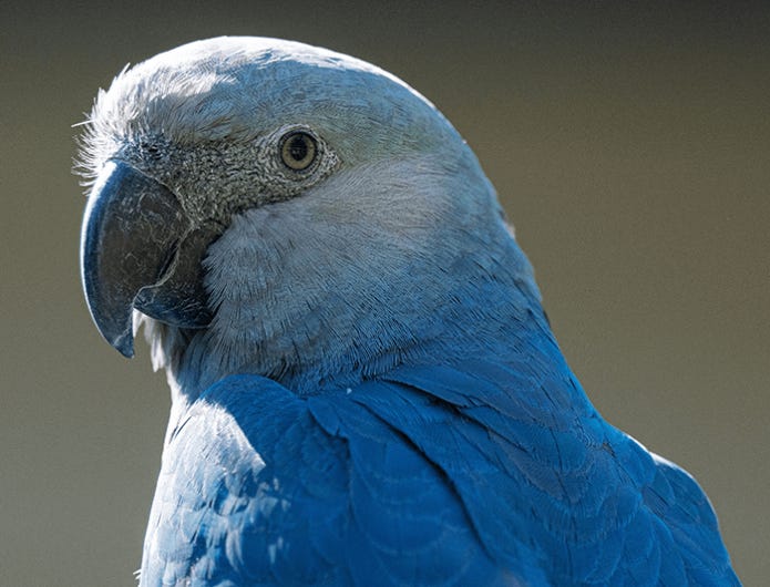 Pairi Daiza réalise l’impossible : un ara de Spix voit le jour en Belgique Pairi Daiza réalise l’impossible : un ara de Spix voit le jour en Belgique