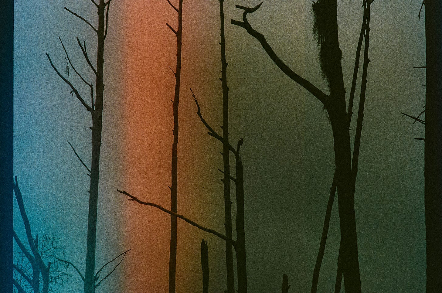 A group of bare trees in a forest

AI-generated content may be incorrect.