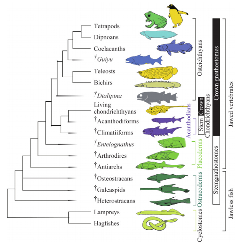 How Is a Fish Like a Number? - by Senia Sheydvasser