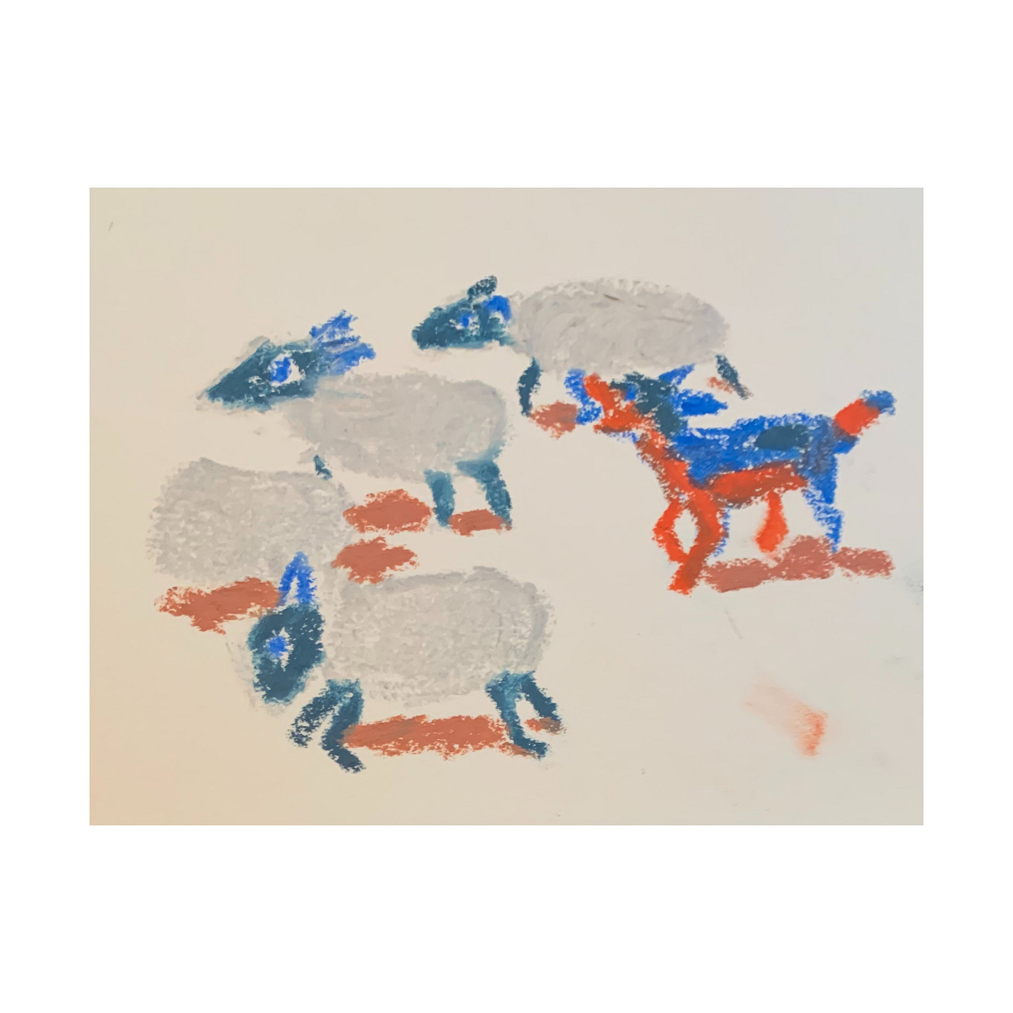 a blue heeler chasing sheep in a cloud grey