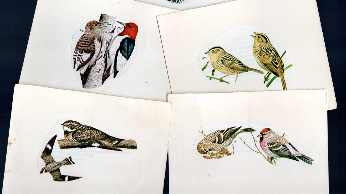 100年前の古書　希少　1923年　Birds and their young The First Bird Book | AraderBooks