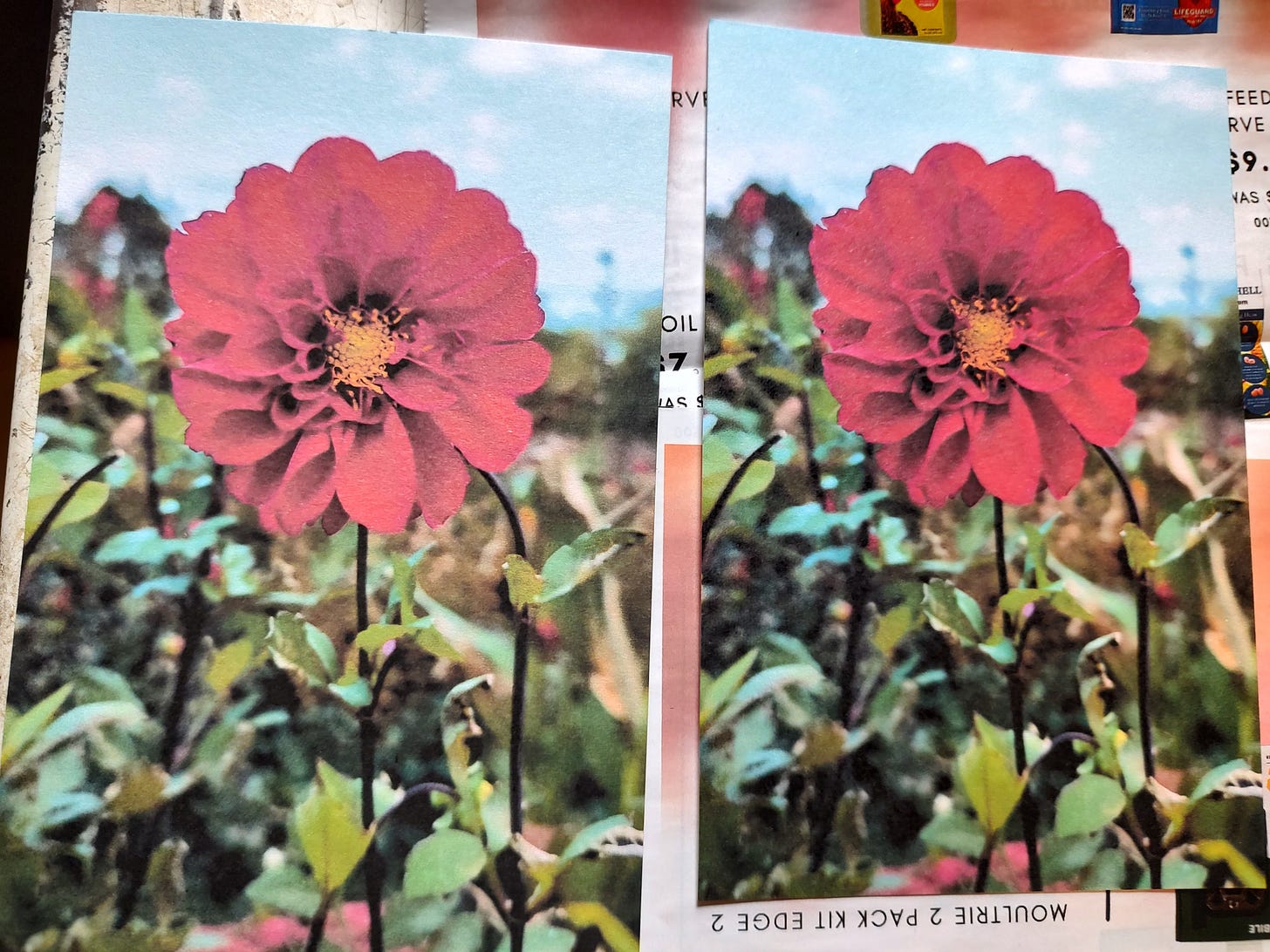 Photo of zinnia before and after the sealant coats.