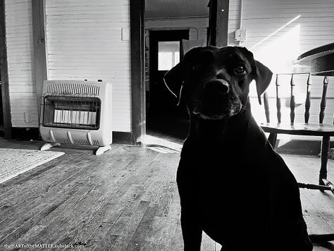 Three photographs of the dog Bark Raven
