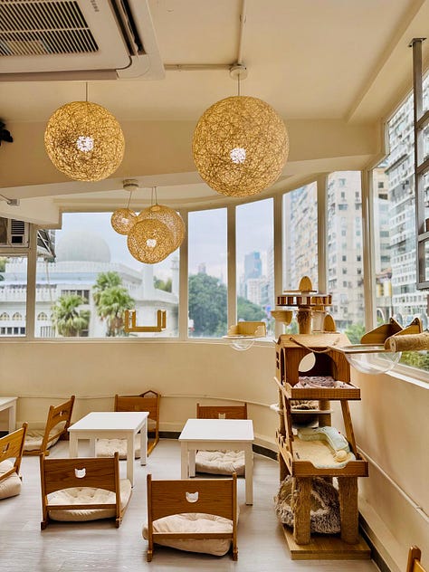 https://www.instagram.com/catstearoom/