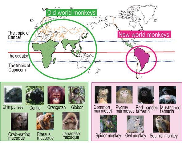 Old World Monkeys vs New World Monkeys Distribution : r/Infographics