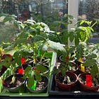 Seed sowing & 'Pansies' book review 