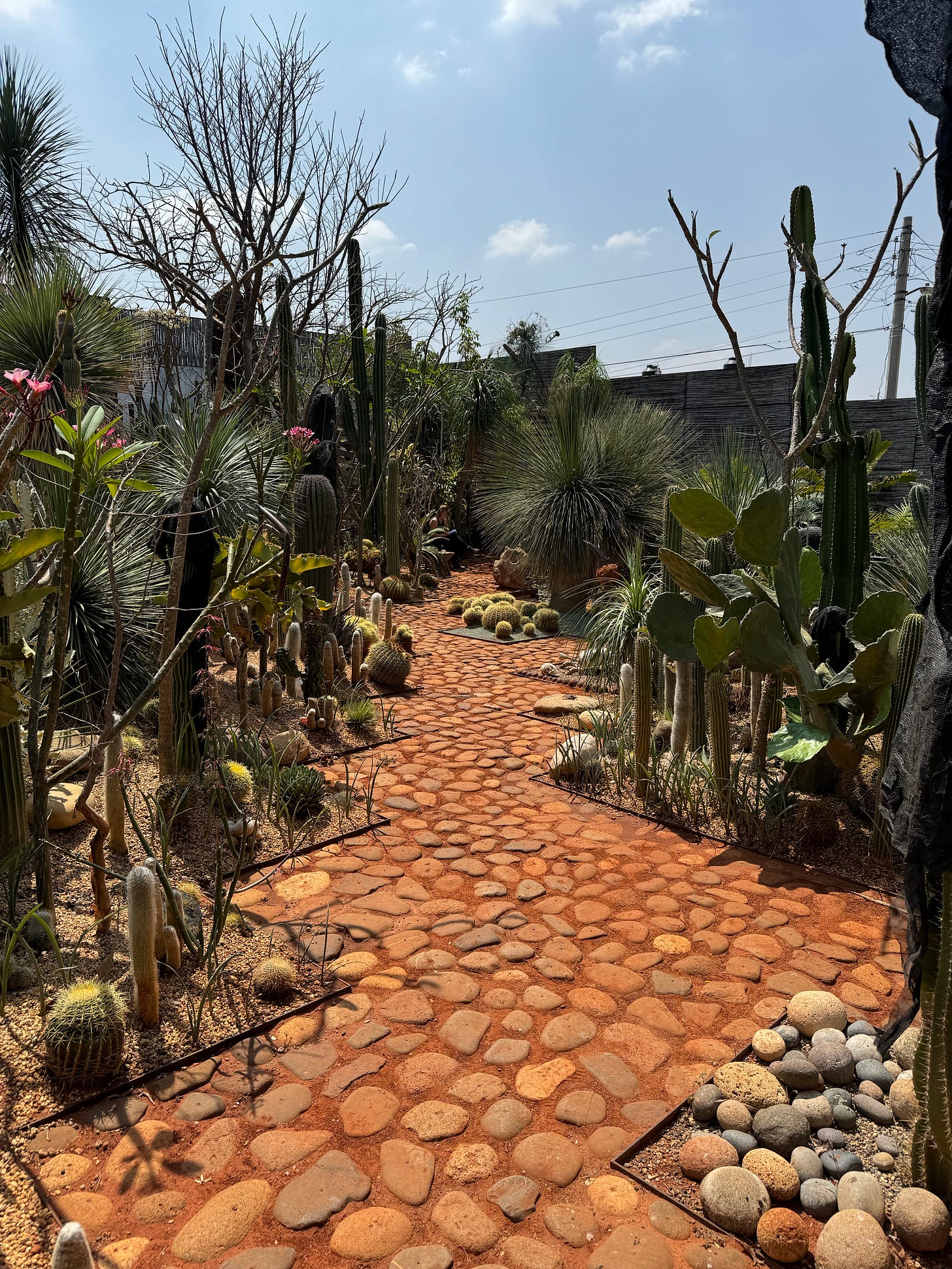 A zigzagging path of cobble stones surrounded by cacti of all shapes and sizes.