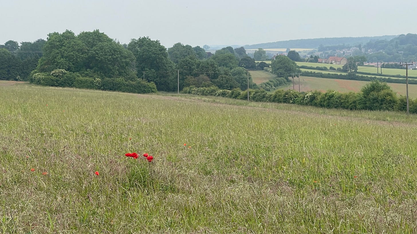 Poppied in a field in West Yorkshire. Poppied in a field in West Yorkshire.