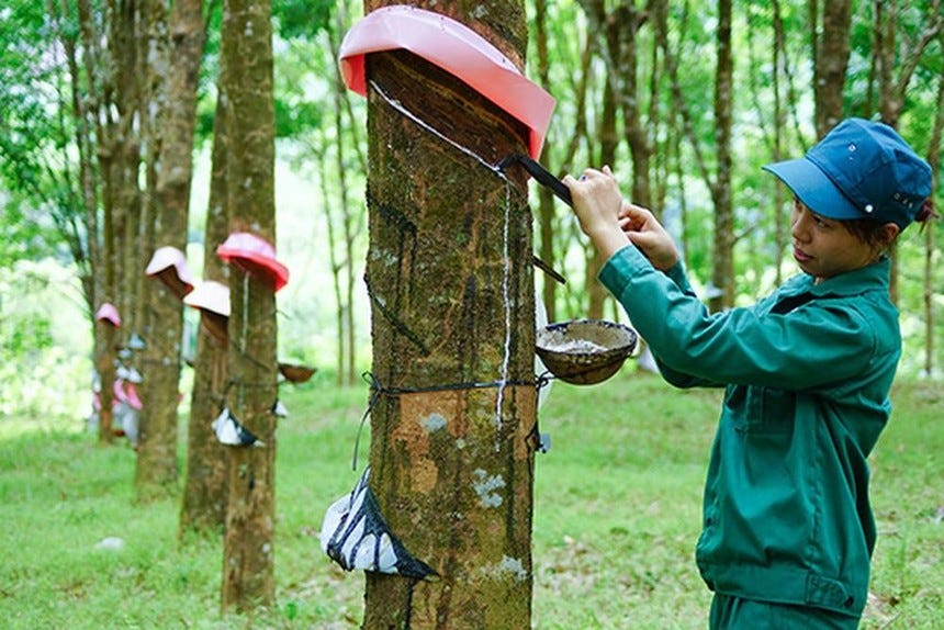 Cao su vào mùa vụ khai thác chính, giá phục hồi giúp hoạt động kinh doanh của GVR cải thiện Cao su vào mùa vụ khai thác chính, giá phục hồi giúp hoạt động kinh doanh của GVR cải thiện