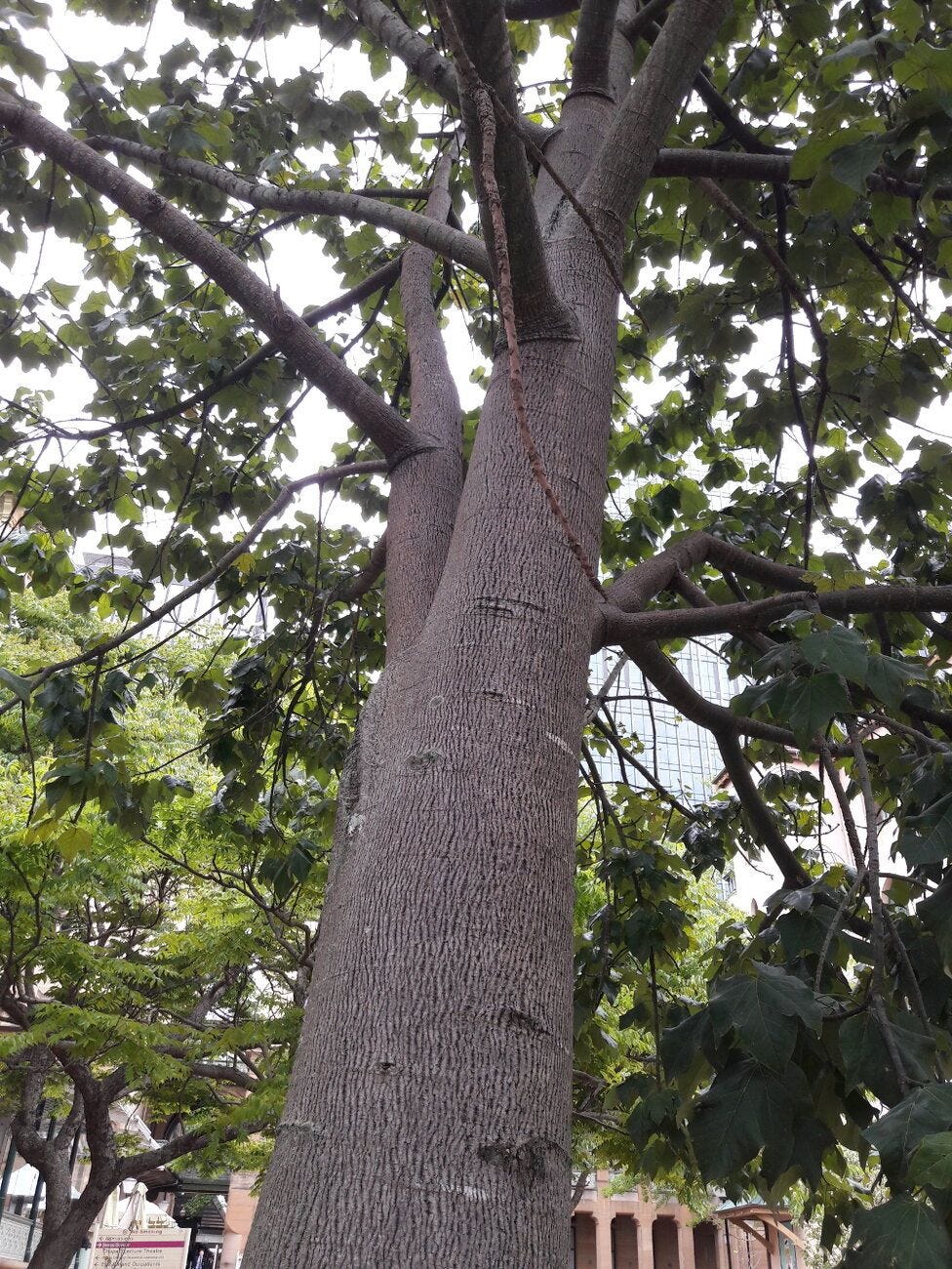 Brachychiton acerifolius [Trunk - Domain, Sydney] sml.jpg